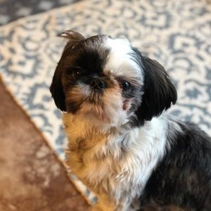 Meet your Posher, Brady